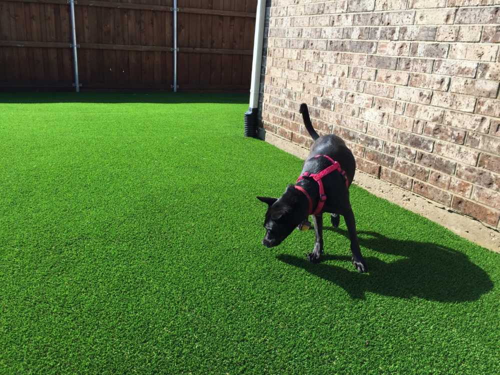 black pet dog smelling the artificial grass.