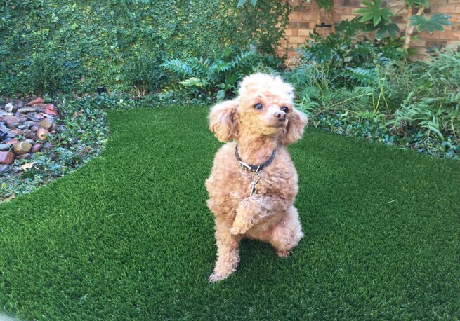 Pet-Friendly Turf - pet dog setting in artificial grass
