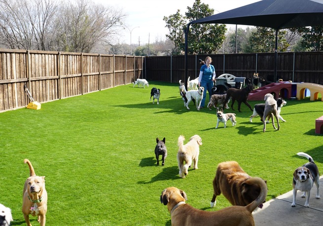 Pet-Friendly Turf - Durable and clean lawn for dogs to move around.