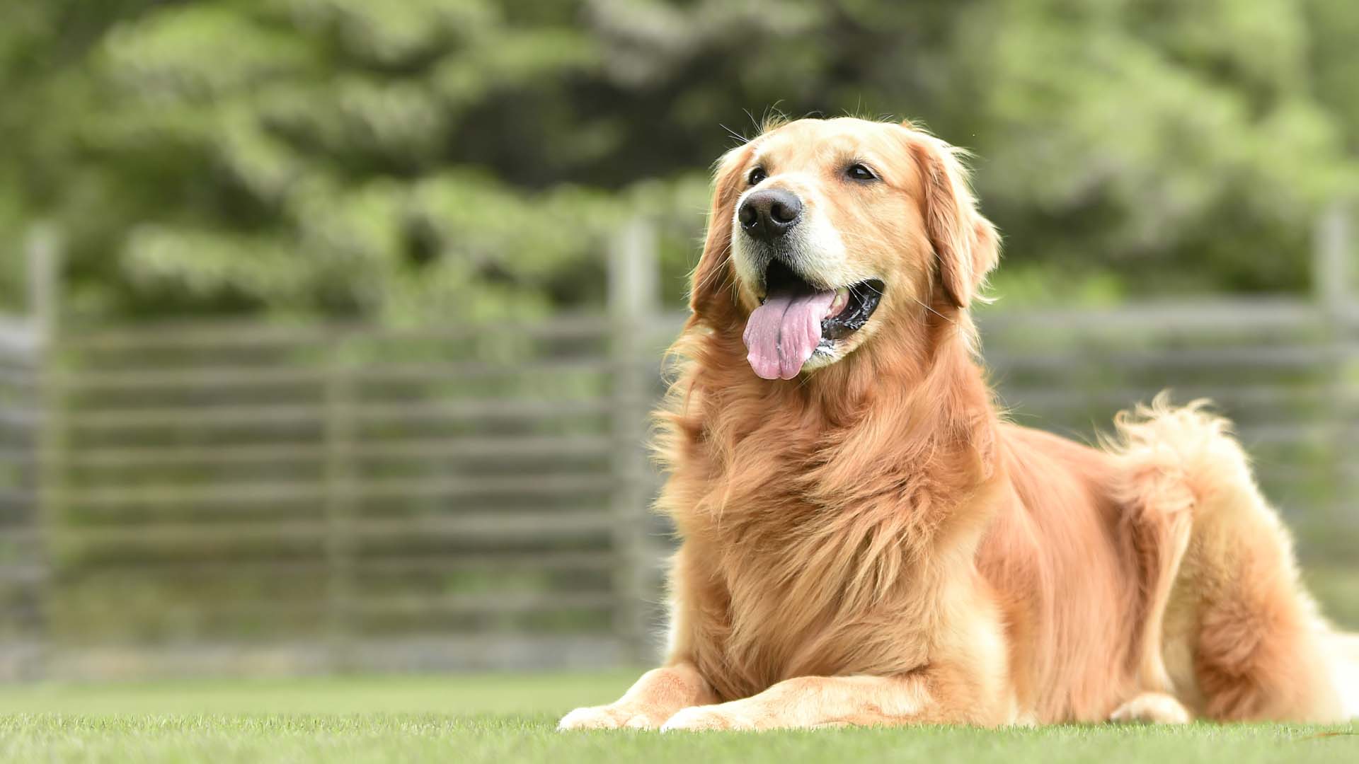 dog sitting in turf