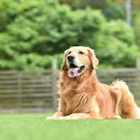 dog sitting in turf