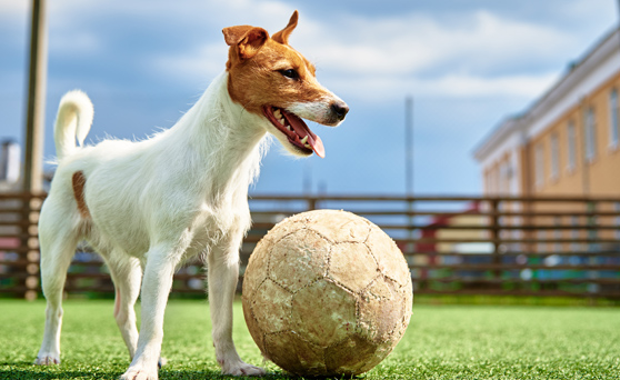 pets playing ball in turf