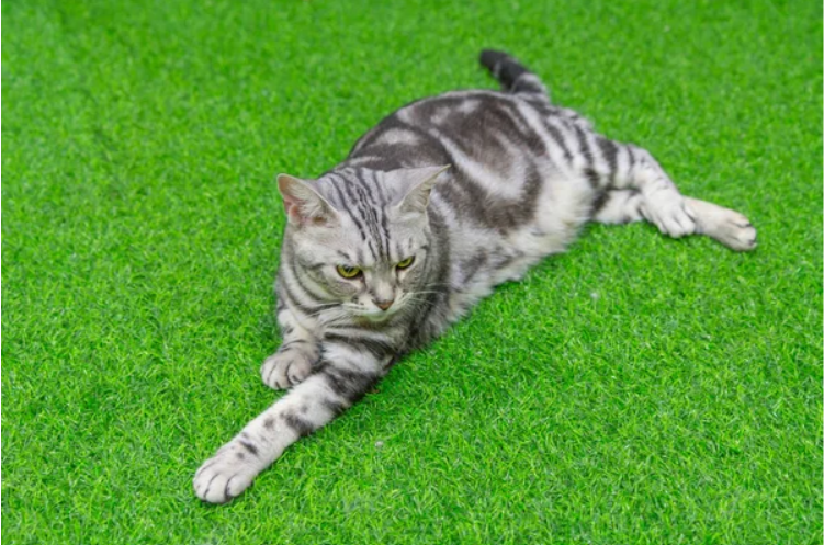 Pet waste management for artificial grass