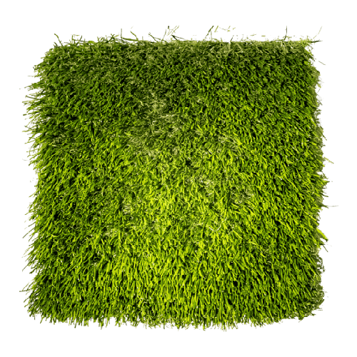 Texas Fescue