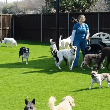 owner and pet enjoying playing in artificial grass